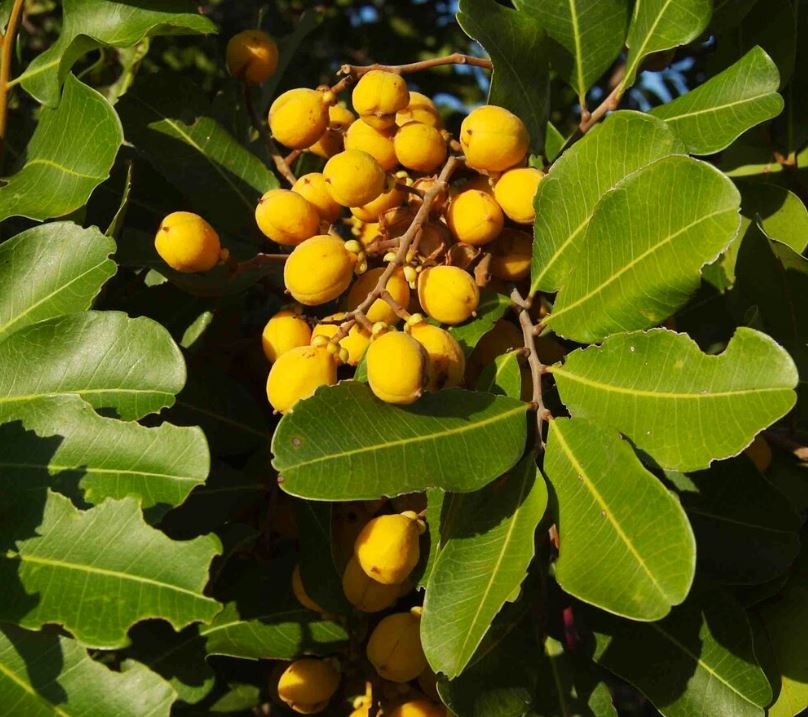 Cupaniopsis Anacardioides 'Tuckeroo'
