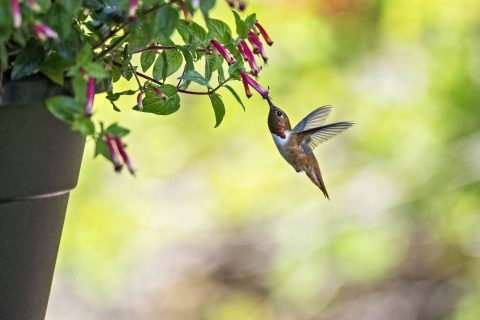 Cuphea Honeyeater’s Lunch (Cuphea Hummingbird’s Lunch)