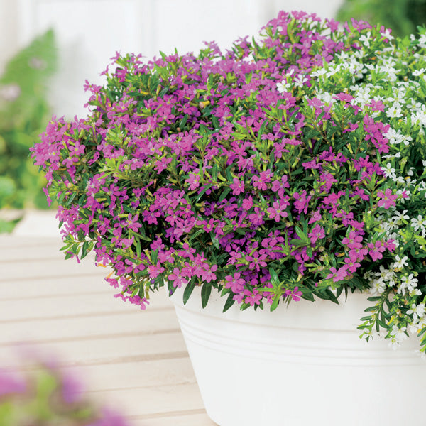Cuphea Hyssopifolia (Violet False Heather)