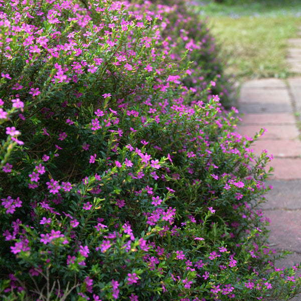 Cuphea Hyssopifolia (Violet False Heather)
