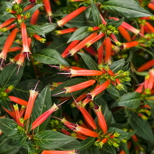 Cuphea Hybrid ‘Cupver’ (Vermillionaire Firecracker Plant)