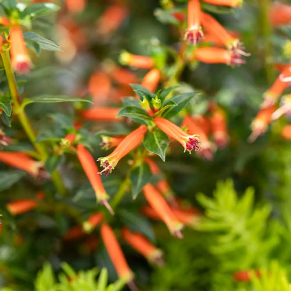 Cuphea Hybrid ‘Cupver’ (Vermillionaire Firecracker Plant)