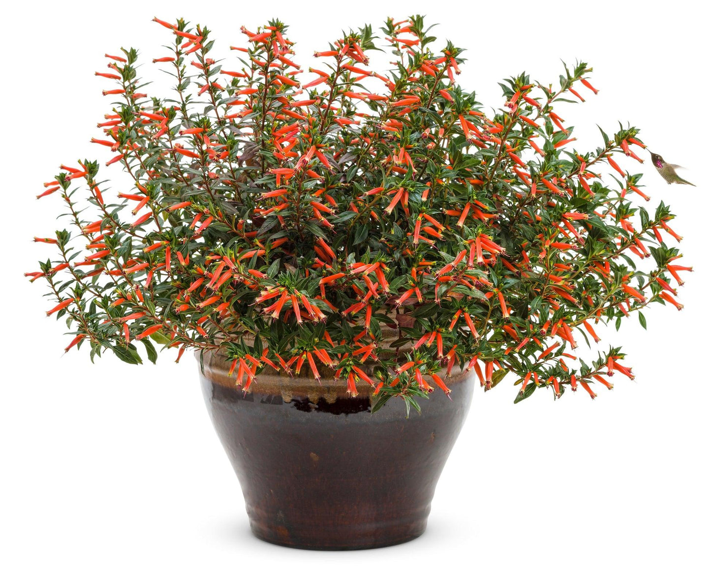 Cuphea Hybrid ‘Cupver’ (Vermillionaire Firecracker Plant)
