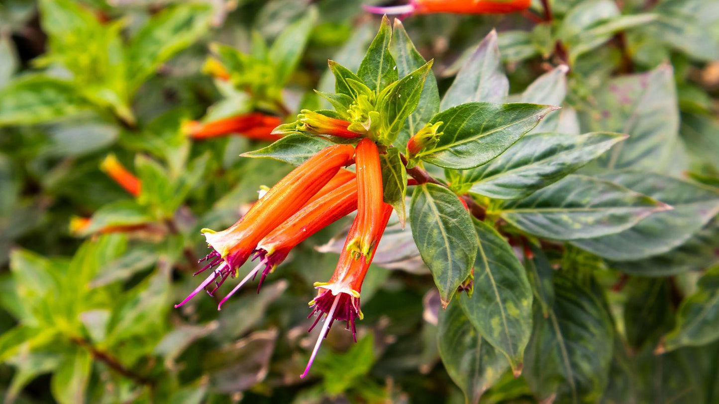 Cuphea Hybrid ‘Cupver’ (Vermillionaire Firecracker Plant)