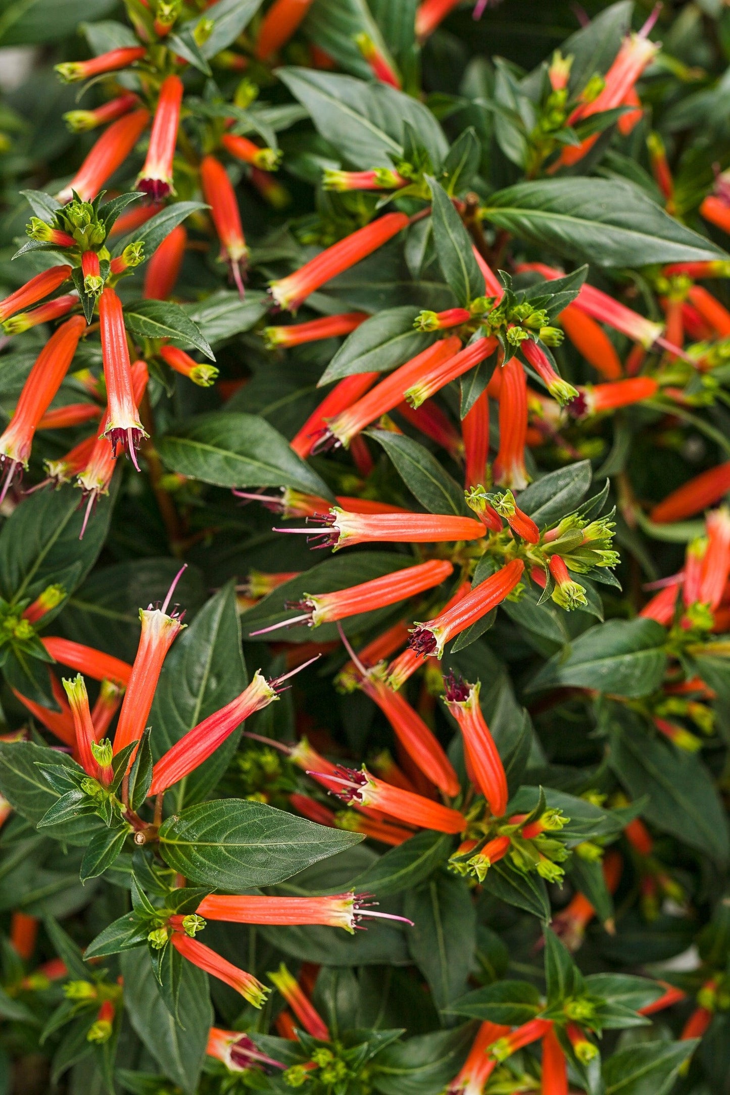 Cuphea Hybrid ‘Cupver’ (Vermillionaire Firecracker Plant)