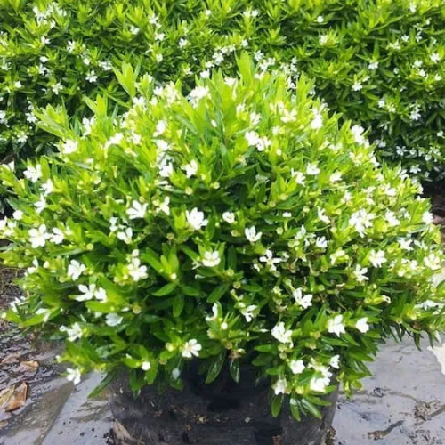 Cuphea Hyssopifolia Bianca (Mexican Heather)