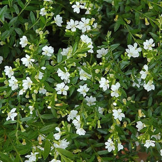 Cuphea Hyssopifolia Bianca (Mexican Heather)