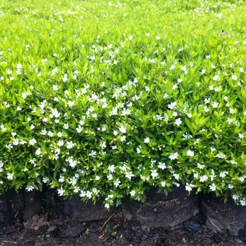 Cuphea Hyssopifolia Bianca (Mexican Heather)