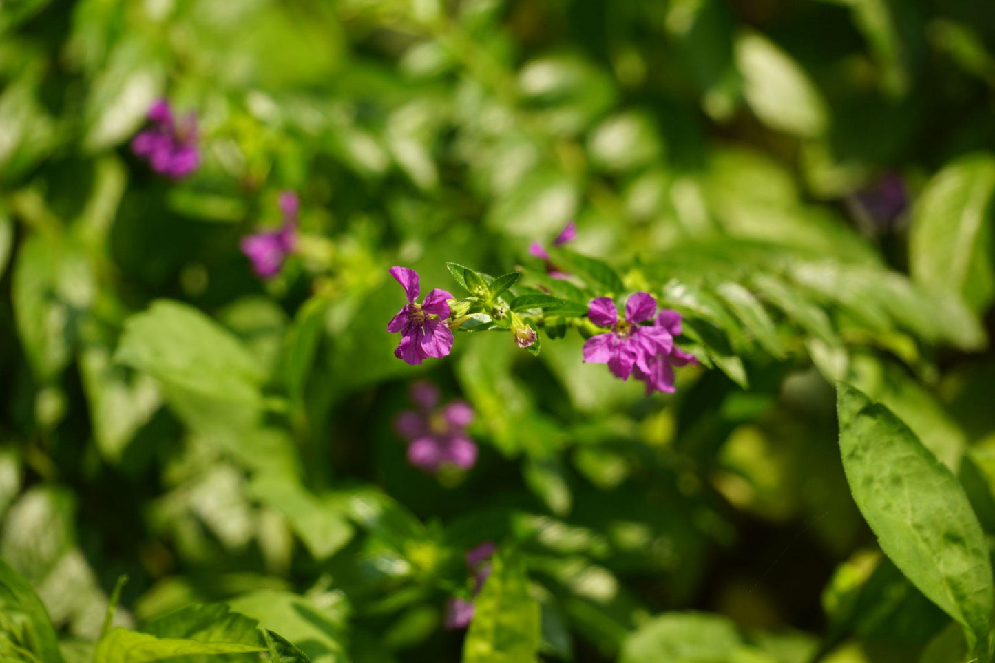Cuphea Hyssopifolia ‘Rob’s Mauve’ (Mexican False Heather)