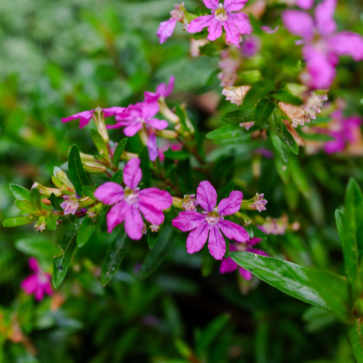 Cuphea Hyssopifolia ‘Rob’s Mauve’ (Mexican False Heather)
