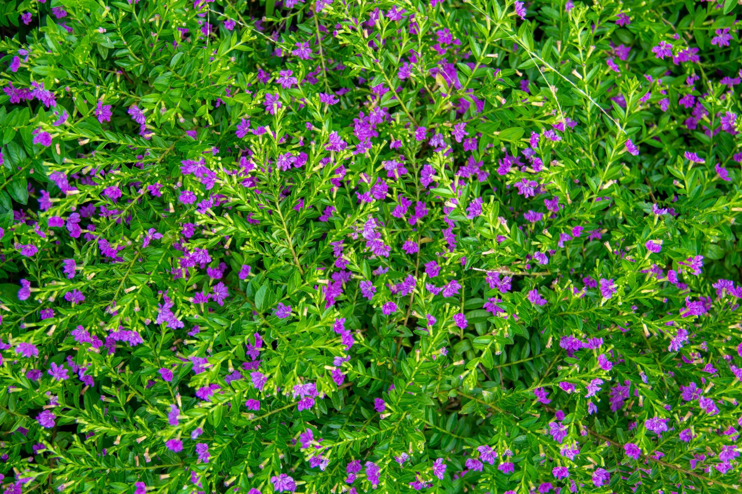 Cuphea Hyssopifolia ‘Rob’s Mauve’ (Mexican False Heather)