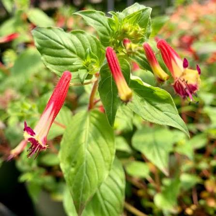 Cuphea ‘Sparkler Blueberry’ (Blackberry Sparkler)