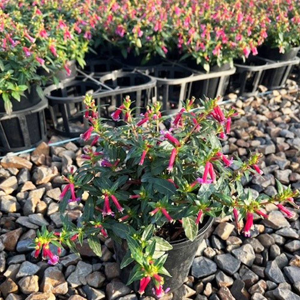 Cuphea ‘Sparkler Blueberry’ (Blackberry Sparkler)