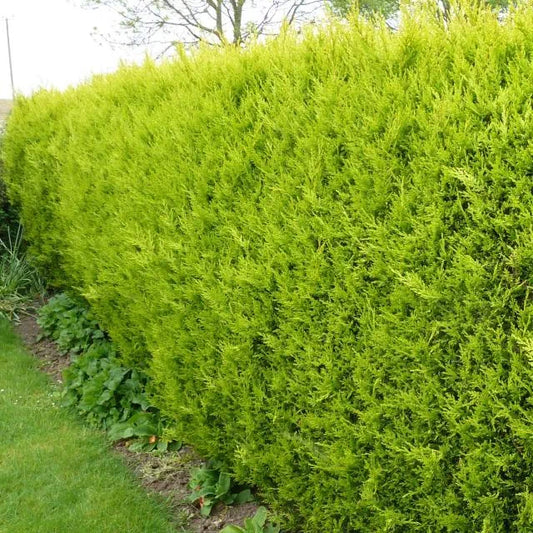 Cupressocyparis leylandii ‘Castlewellan Gold’ (Castlewellan Gold Leyland Cypress)