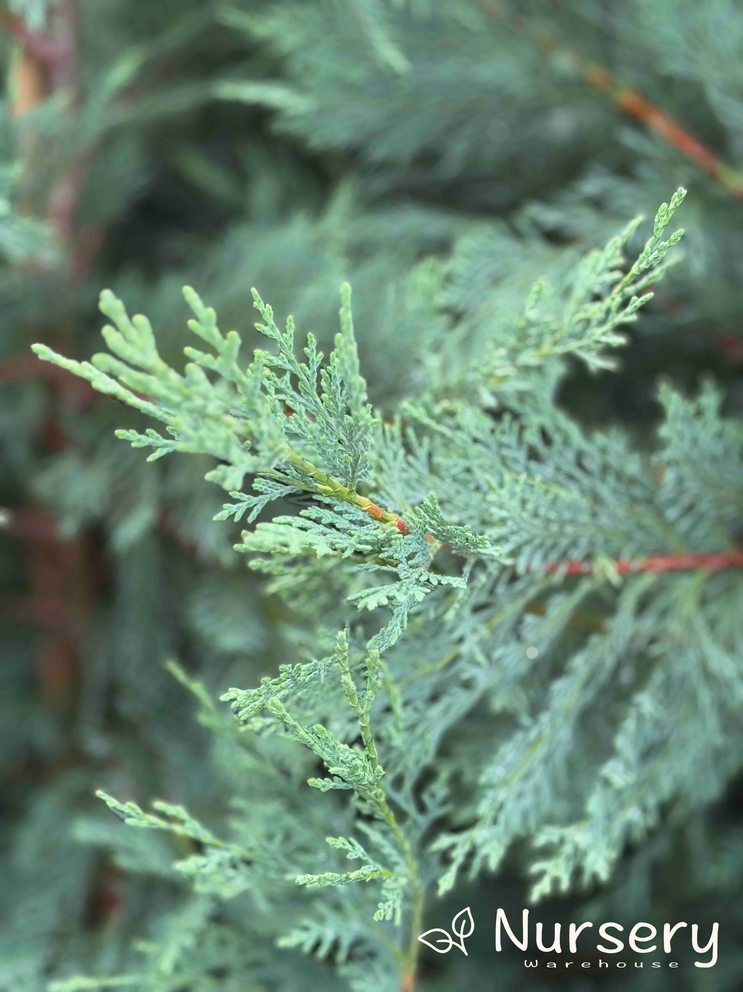 Cupressocyparis Leylandii 'Leighton Green'