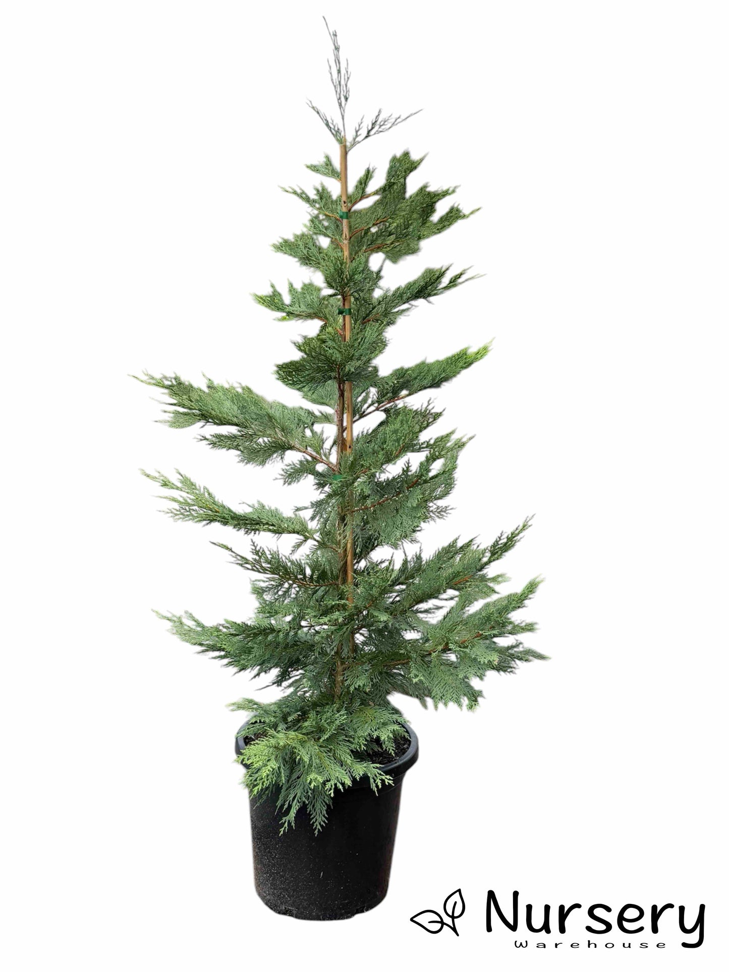 Cupressocyparis Leylandii 'Leighton Green'