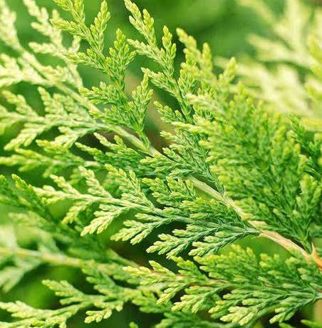 Cupressocyparis Leylandii ‘Castlewellan Gold’ (Castlewellan Gold Leyland Cypress)