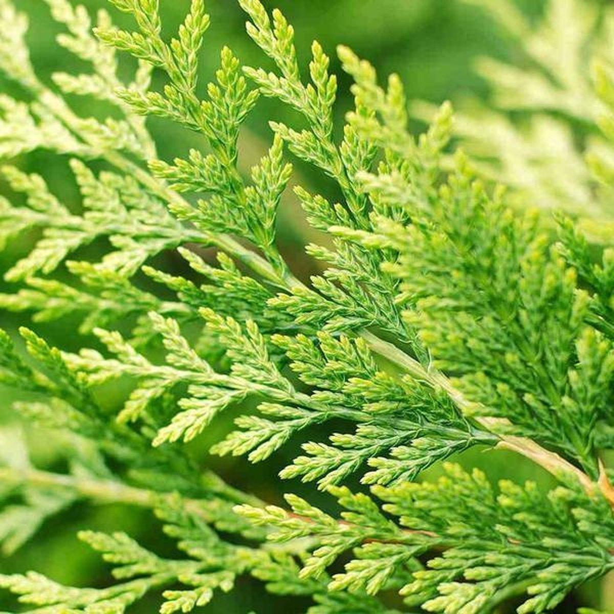 Cupressocyparis Leylandii (Leyland Cypress)