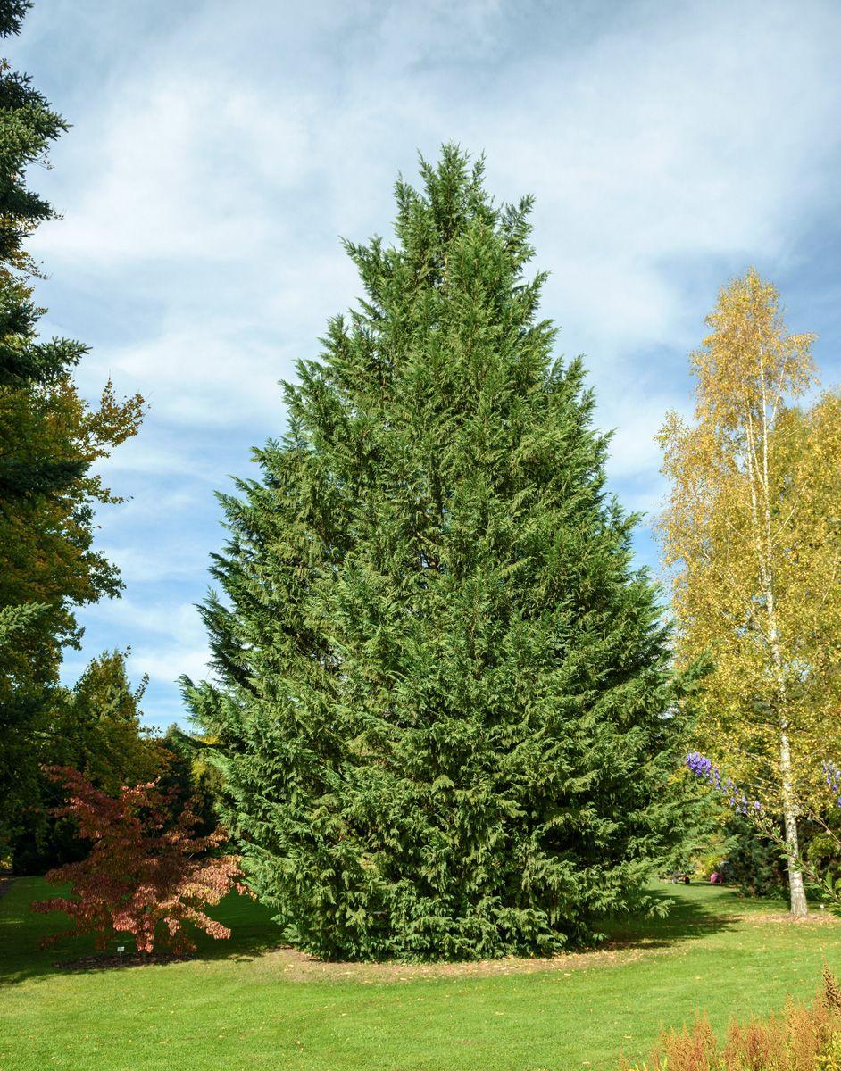 Cupressocyparis Leylandii (Leyland Cypress)