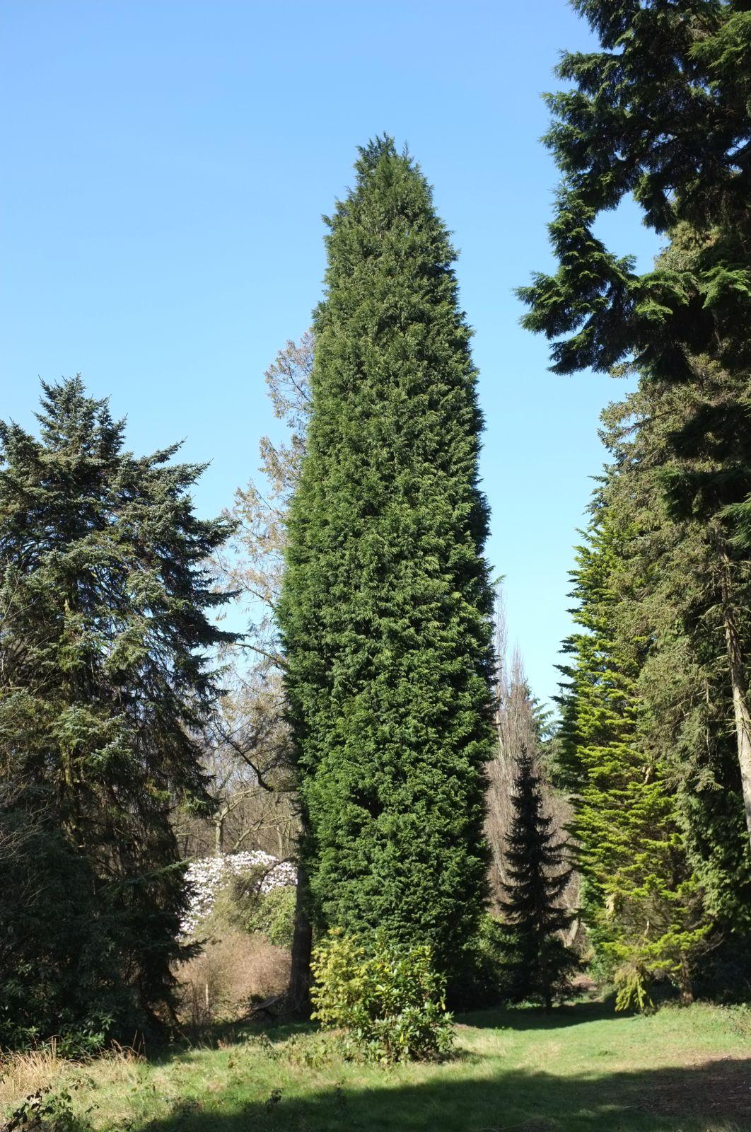 Cupressocyparis Leylandii (Leyland Cypress)