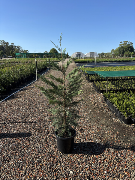 Cupressocyparis leylandii ‘Leighton Green’ (Leighton Green Leyland Cypress)