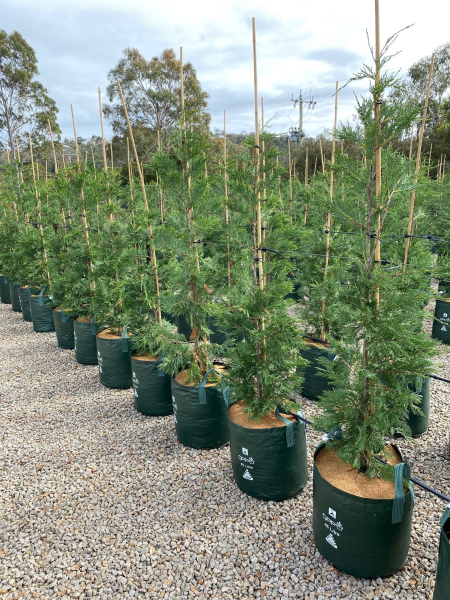 Cupressocyparis Leylandii 'Leighton Green'