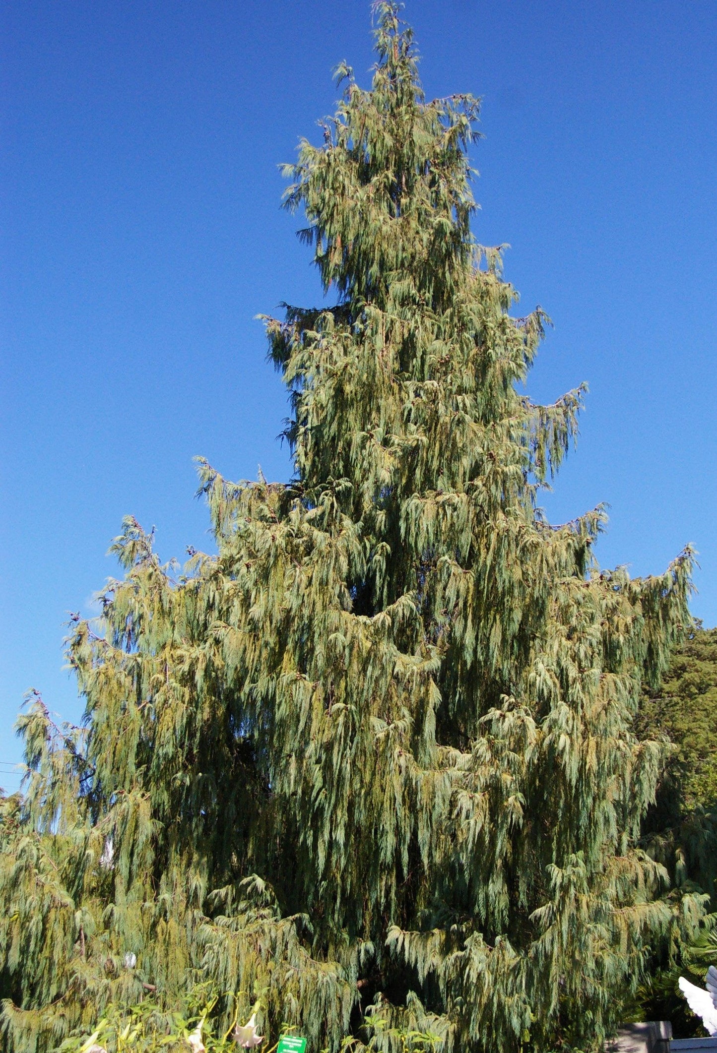 Cupressus Cashmeriana 'Gold Cascade' (Gold Cascade Kashmir Cypress)