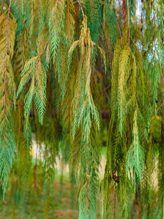 Cupressus Cashmeriana 'Gold Cascade' (Gold Cascade Kashmir Cypress)