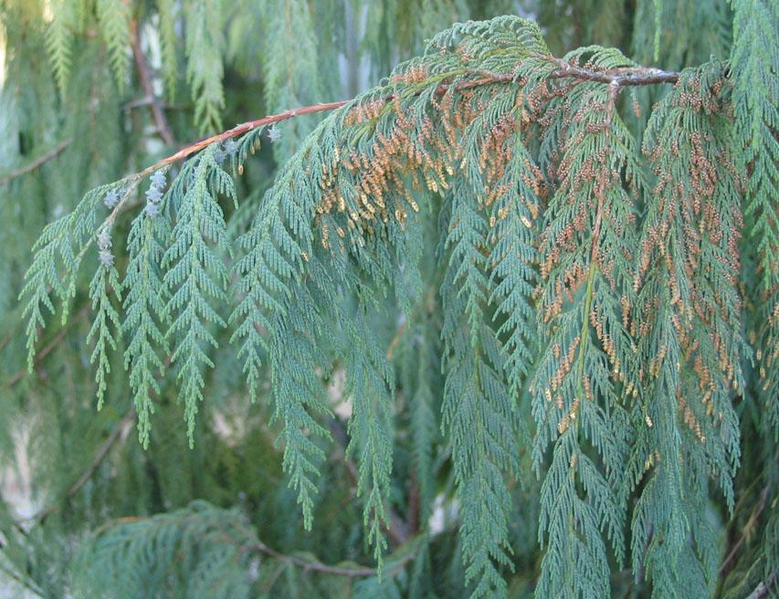 Cupressus Cashmeriana 'Gold Cascade' (Gold Cascade Kashmir Cypress)