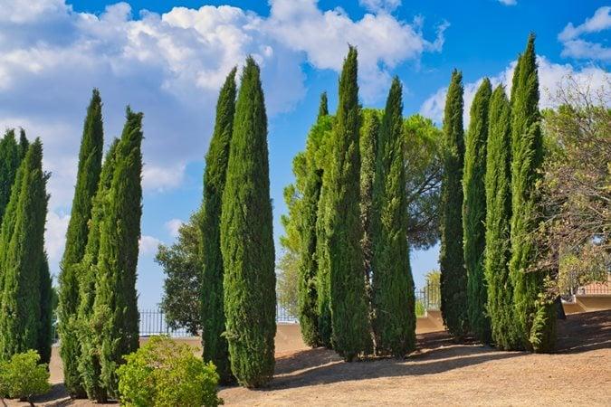 Cupressus Sempervirens 'Glauca' (Blue Italian Cypress)