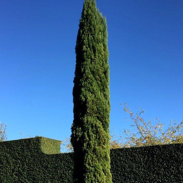Cupressus Sempervirens 'Glauca' (Blue Italian Cypress)