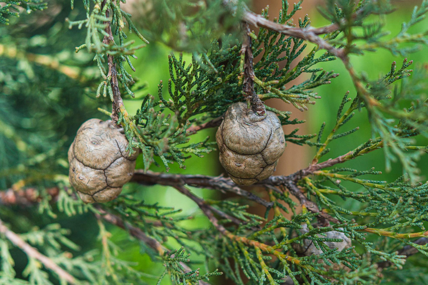 Cupressus Sempervirens 'Glauca' (Blue Italian Cypress)