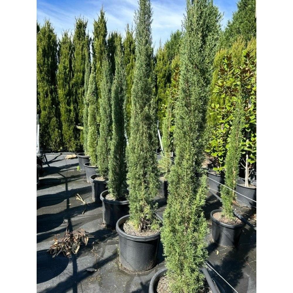 Cupressus Sempervirens 'Glauca' (Blue Italian Cypress)