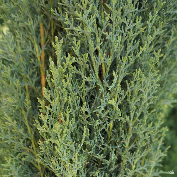 Cupressus Sempervirens 'Glauca' (Blue Italian Cypress)