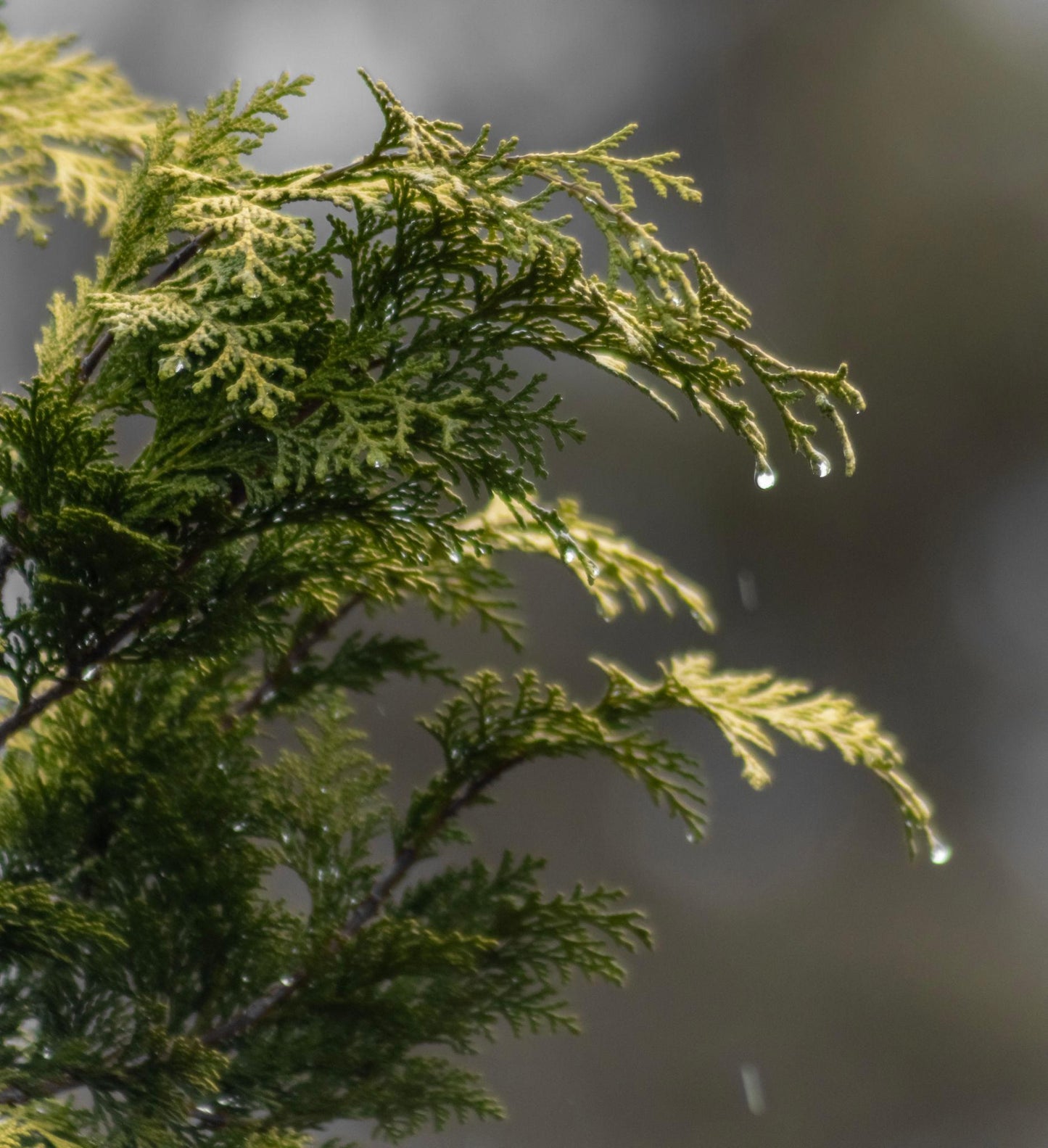 Cupressus Sempervirens 'Glauca' (Blue Italian Cypress)