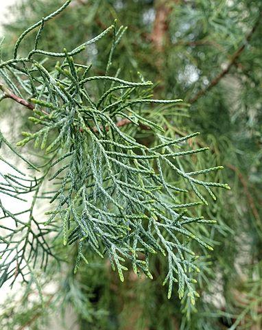 Cupressus Torulosa 'Arctic Green' (Arctic Green Himalayan Cypress)