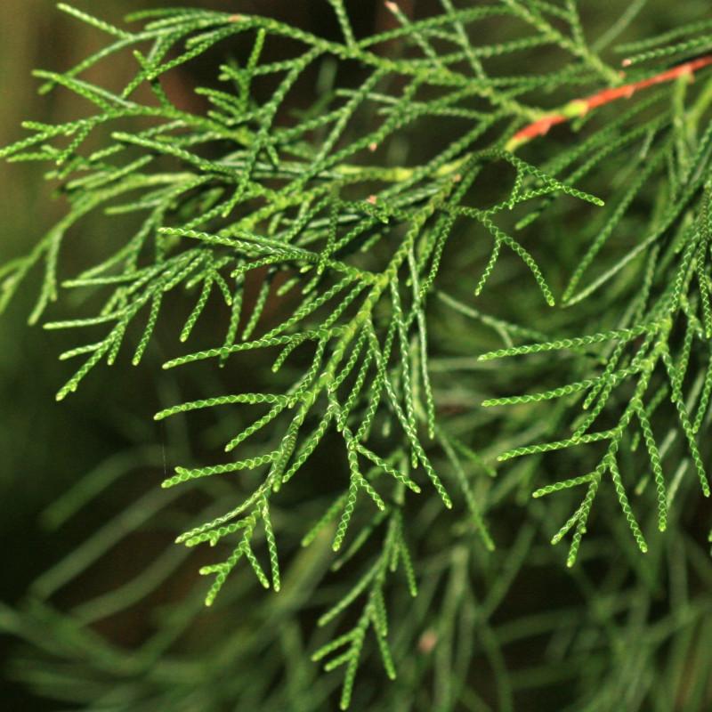 Cupressus Torulosa (Himalayan Cypress Topiary Square)