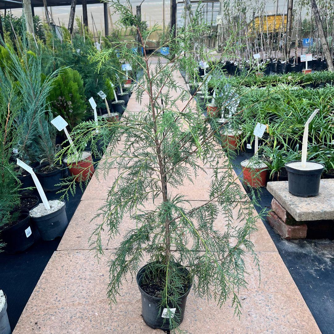 Cupressus Torulosa (Himalayan Cypress Standard)