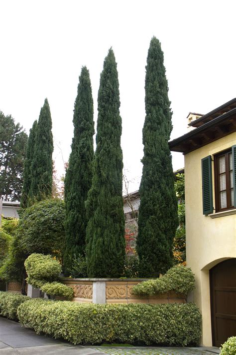 Cupressus Sempervirens 'Glauca' (Blue Italian Cypress)