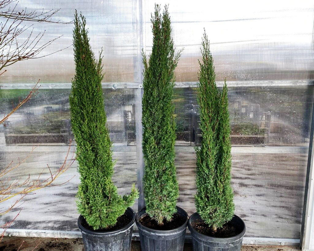Cupressus sempervirens Stricta (Italian Cypress Stricta )