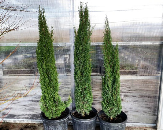 Cupressus sempervirens Stricta (Italian Cypress Stricta )