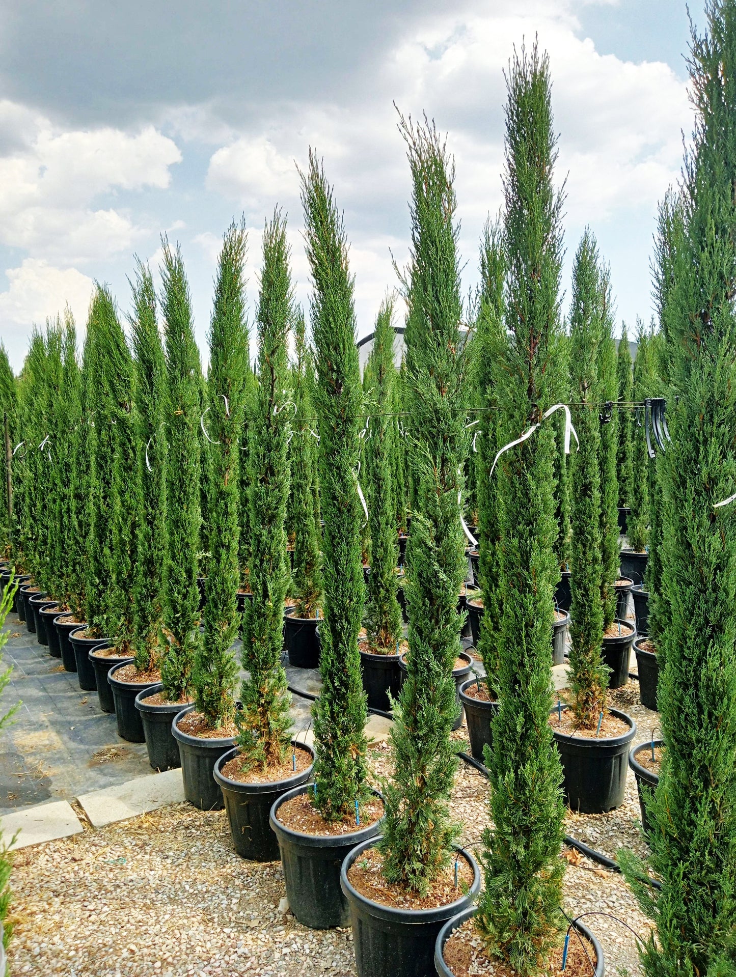 Cupressus sempervirens Stricta (Italian Cypress Stricta )