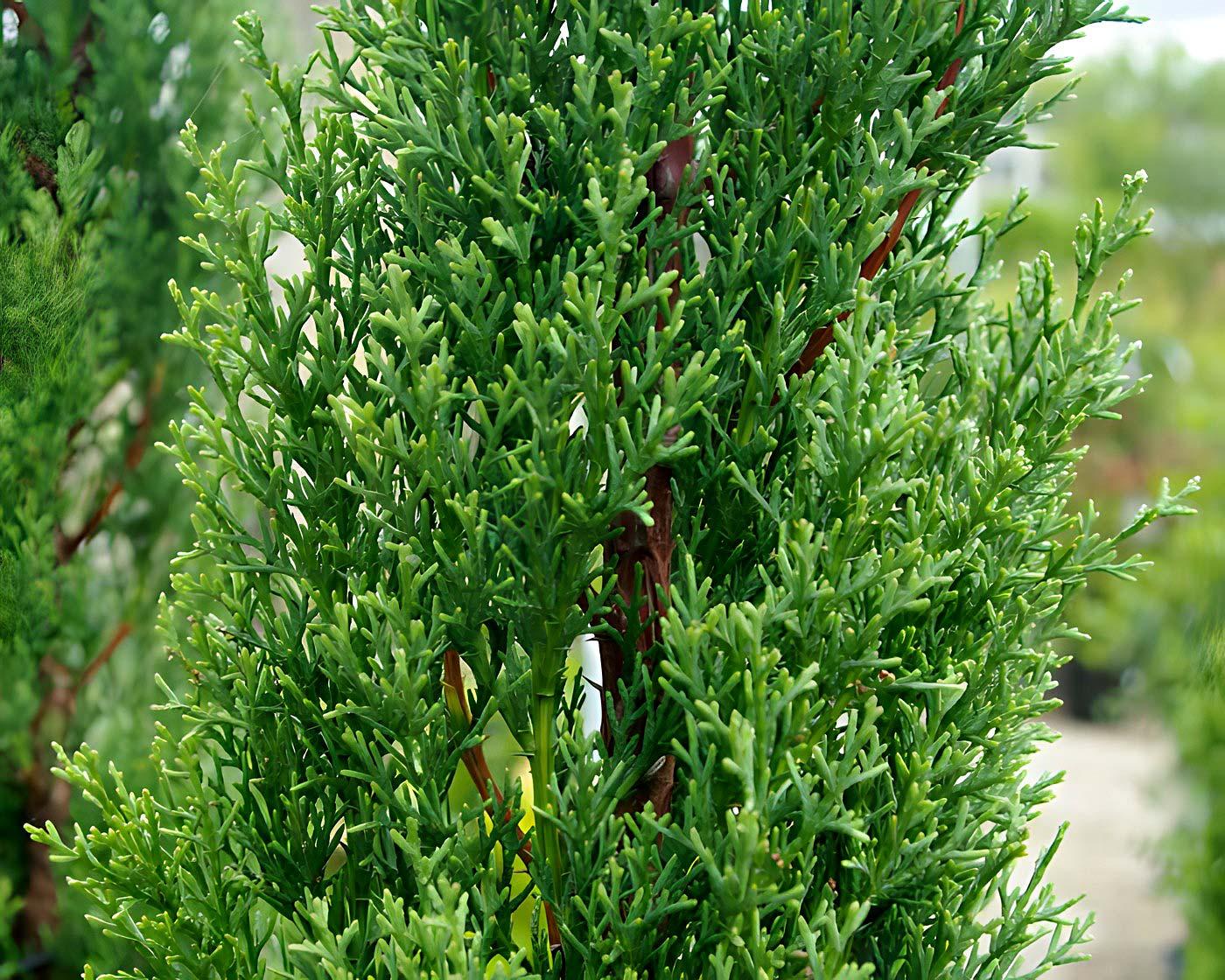 Cupressus sempervirens Stricta (Italian Cypress Stricta )