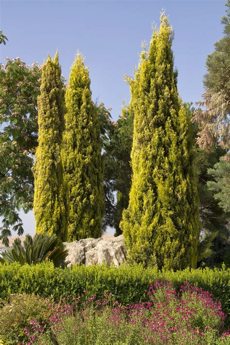 Cupressus sempervirens ‘Swanes Gold’ (Swanes Gold)