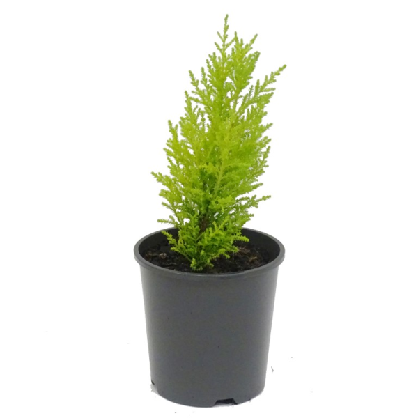 Cupressus macrocarpa 'Lemon Scent' (Lemon Scented Cypress)