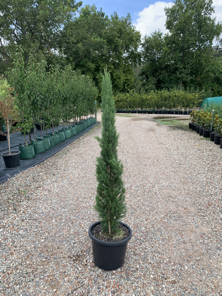 Cupressus Sempervirens 'Glauca' (Blue Italian Cypress)