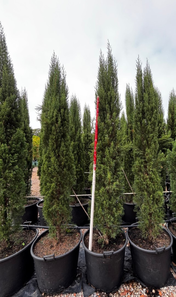 Cupressus Sempervirens 'Glauca' (Blue Italian Cypress)