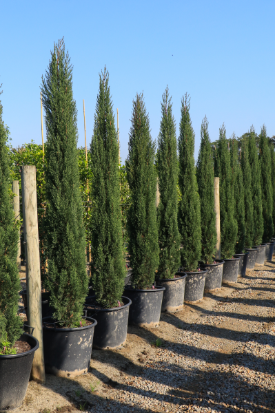 Cupressus Sempervirens Glauca (Italian Pencil Pine)