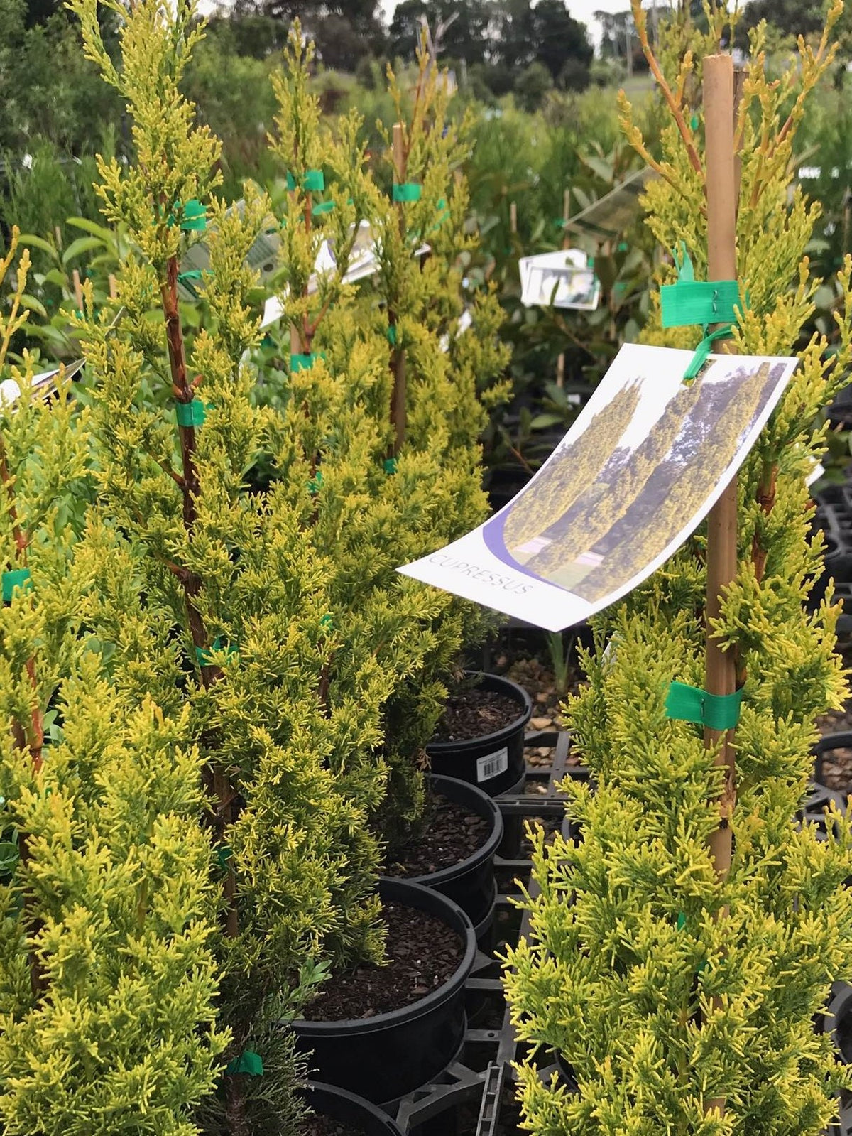 Cupressus Sempervirens ‘Swanes Gold’ (Swanes Gold)