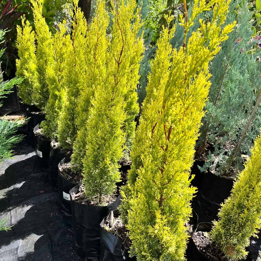 Cupressus Sempervirens ‘Swanes Gold’ (Swanes Gold)